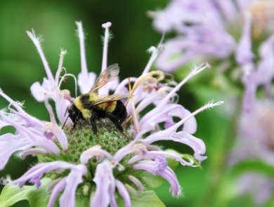 A black and yellow bee on a pink flower with spiky extensions