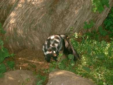 Plains spotted skunk in woodland habitat