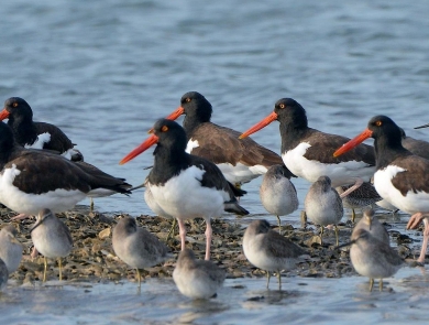More than a dozen black-and-white birds and tan birds standing clustered together in shallow water
