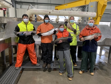 Makah National Fish Hatchery Staff, including Thomas Johnson, holding steelhead 