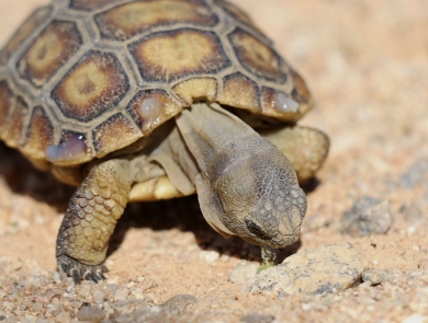 small tortoise bends head down to eat green plant on ground