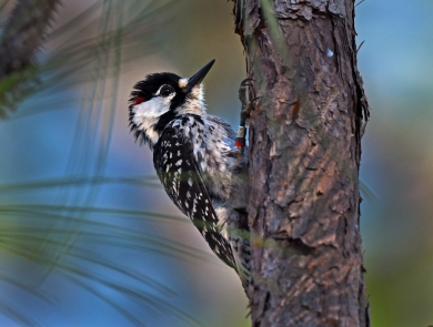 A red-cockaded woodpecker standing on a tree trunk.
