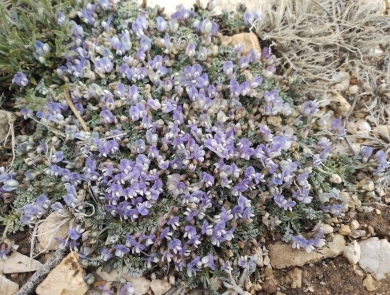 purple with white wing tips flowers cluster along a matt of green among tan stones