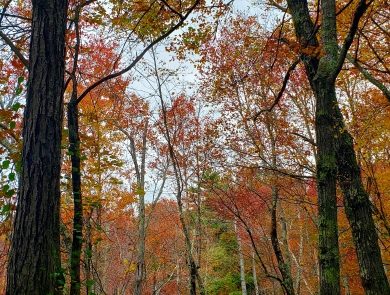 A view into the woods of trees with vibrant red and orange leaves