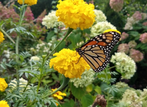 A monarch butterfly pollinates a yellow marigold flower. 