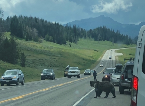 Grizzly bear attempting to cross the road, surrounded by cars and people.
