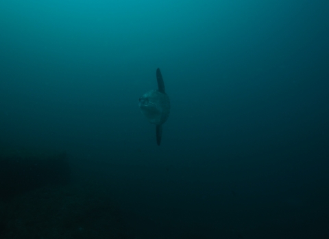 a common mola swimming