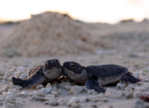 Two baby sea turtles are on together on the sand. They are dark in color with a light, tan underbelly.