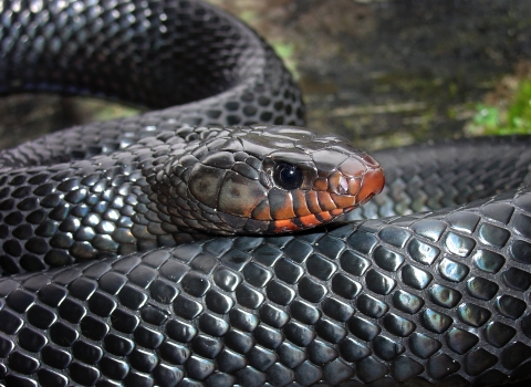 A closeup portrait of a female eastern indigo snake shows the iridescent black scales with a coral hue tinting her jaw and nose. 