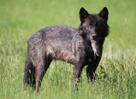 Dark colored gray wolf with a Uinta ground squirrel in its mouth