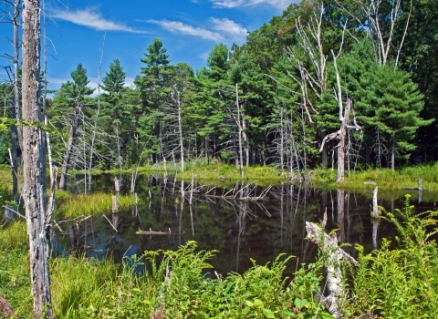 A small pond surrounded by leafy green vegetation, a few standing dead trees and verdant forest