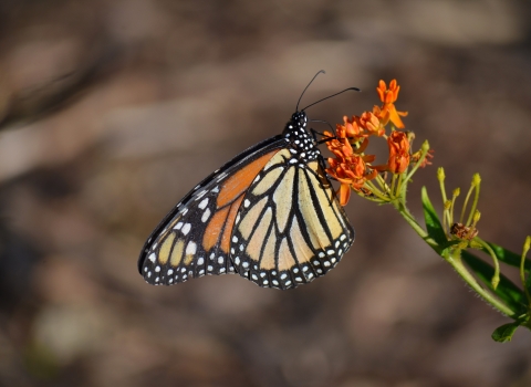An orange-and-black monarch butterfly sips nectar from an orange flower. 