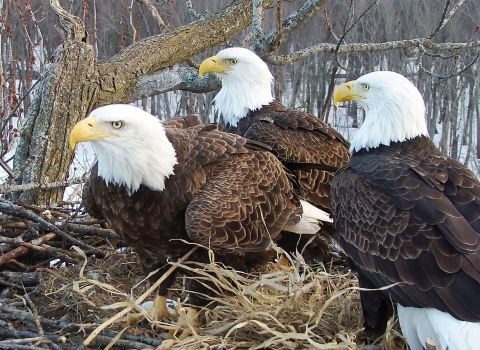 Three bald eagles on a nest at Upper Mississippi River National Wildlife Refuge.
