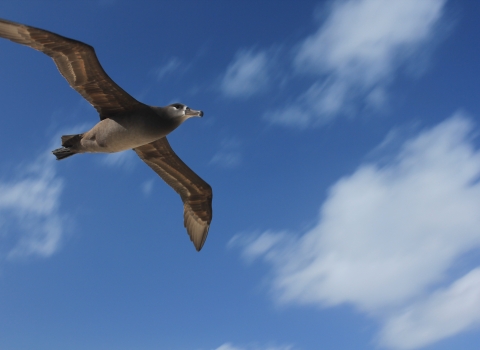 bird flying up above with clouds