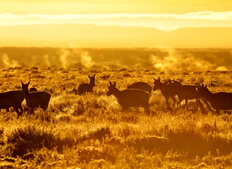 Pronghorn graze in golden light at sunrise at Seedskadee National Wildlife Refuge.