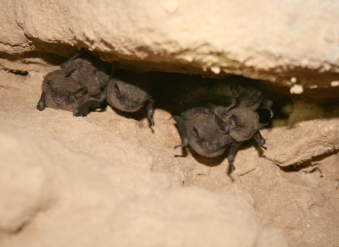 Bats in cave