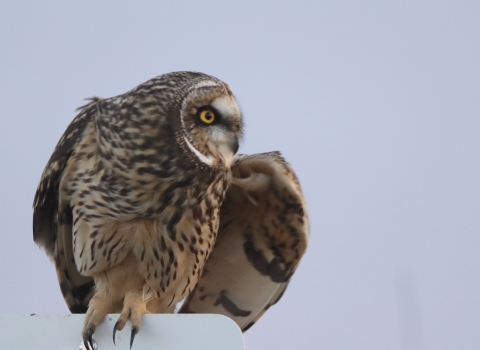 Short eared owl sitting on a wildlife refuge sign
