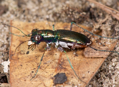 An iridescent insect with many small hairs on its belly standing on leaf litter and sandy soil.