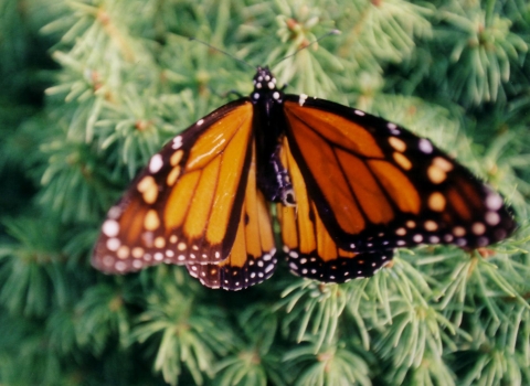 Monarch butterfly