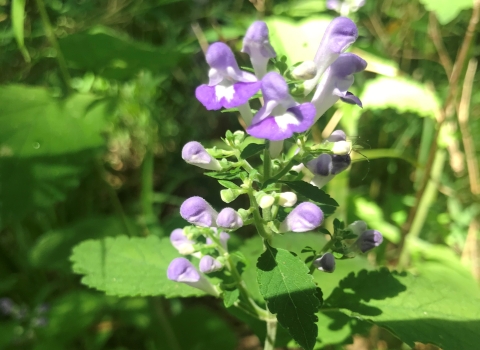 green plant with purple blossoms