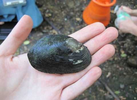a freshwater mussel in the palm of a person's hand