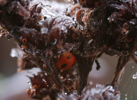A red beetle with black spots nestled into a frost-covered stalk of a plant.