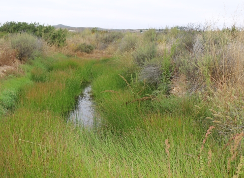 small pool of water with green brush on either side