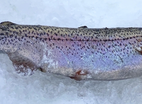 Trout fish, with pinkish color, rests on ice.
