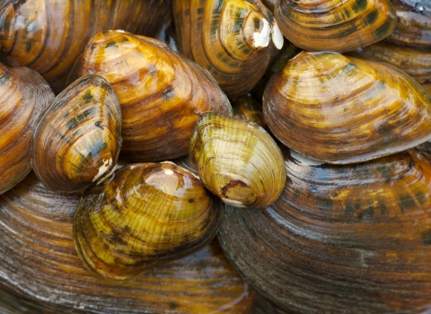 Cluster of freshwater mussel shells