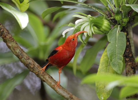 An ʻIʻiwi perching on a branch while reaching with its beak for nectar from a white flower