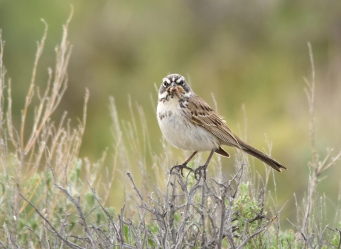 small bird sitting on top of sagebrush with food in beak