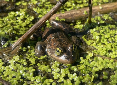 A single Oregon spotted frog sitting in shallow water with duckweed and scattered vegetation.