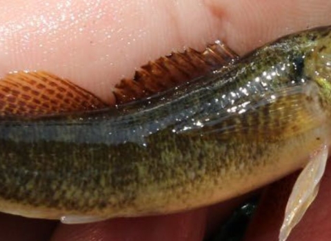 A biologist holds a barrens darter.
