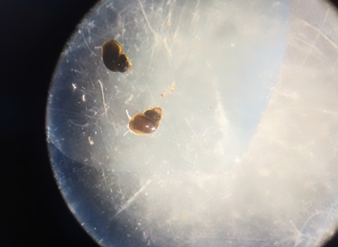 Two tan snails enlarged under a microscope