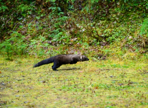 Fisher wearing tracking collar is released into Idaho forest 