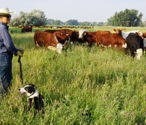 A woman stands in the left side of the frame with her cattle dog and a herd of cows can be seen in the background