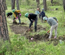 A trail crew building a new trail in the woods