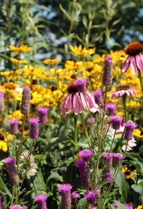Purple prairie clover, purple coneflower and yellow coneflower in a native pollinator garden