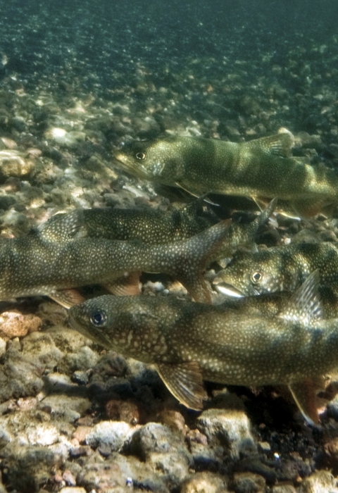 Three lake trout swimming above a clean, rocky lake bottom
