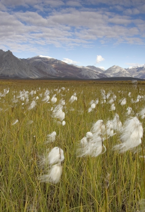 Arctic National Wildlife Refuge
