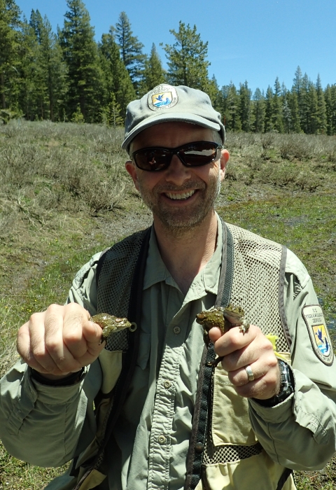 Biologist holding one toad in one hand and two toads in another hand.
