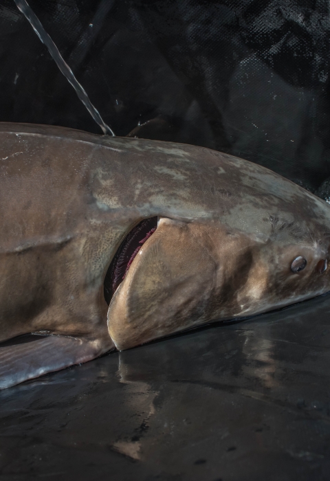 Closeup of lake sturgeon swimming in the Niagara River.