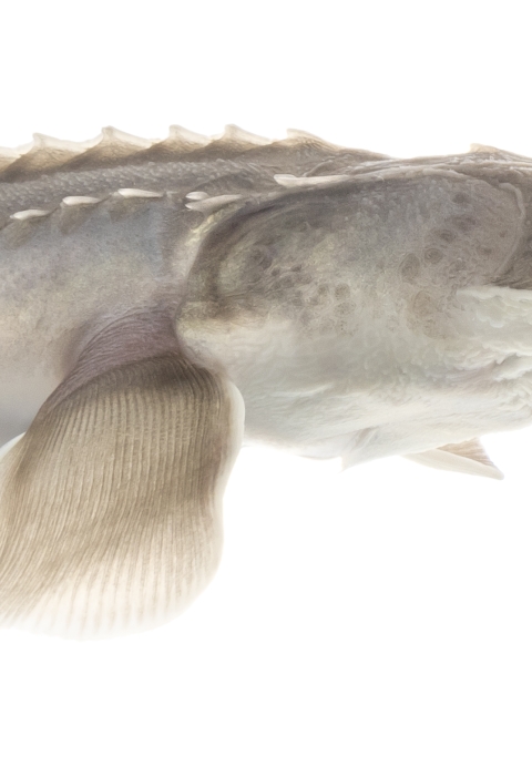 A close-up of a young pallid sturgeon