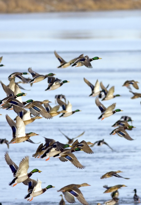 Mallards lifting off from lake