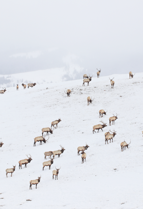 Dozens of bull elk on a snowy hill