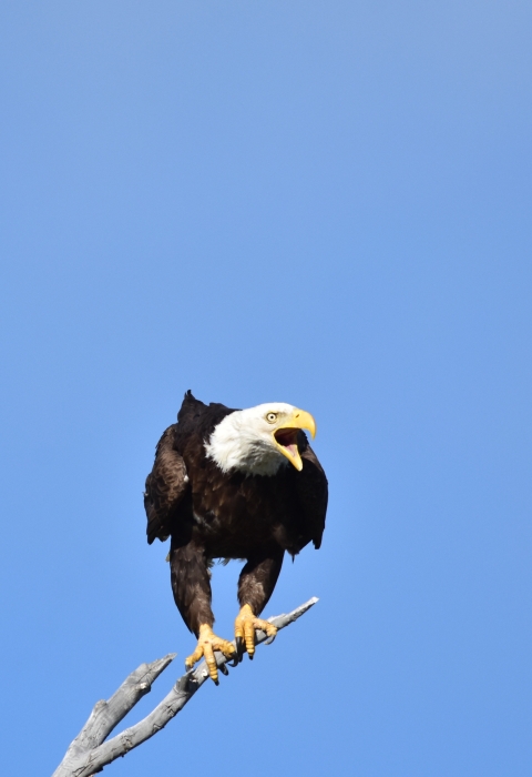 Bald eagles perched in a tree