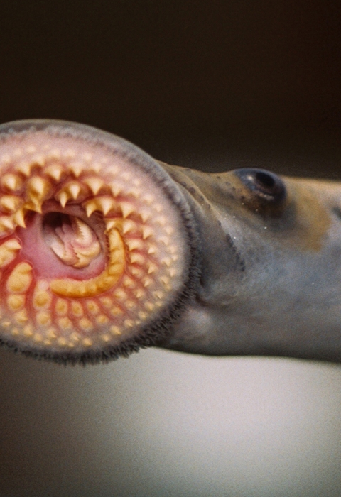 The mouth of a sea lamprey - a large oral sucking disk full of sharp, horn-shaped teeth--makes the animal an efficient killer of fish..