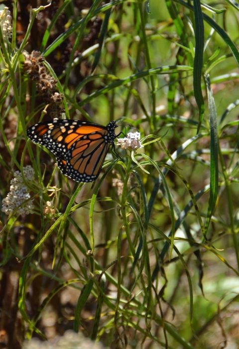 an orange and black monarch butterfly rests on a green milkweed plant
