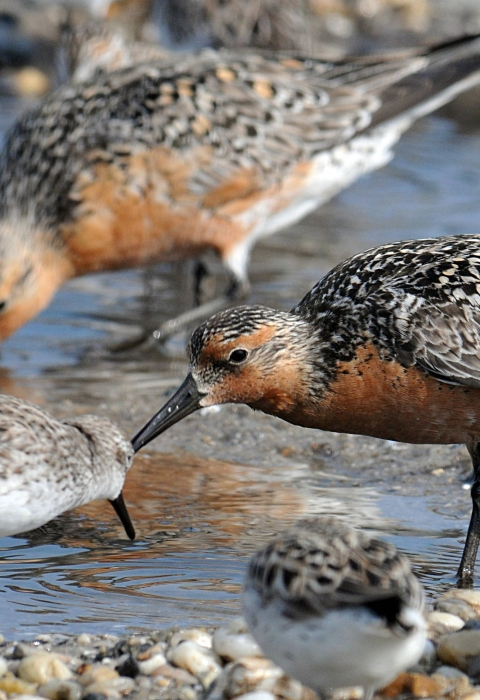 Rufa red knot feeding along with other shorebirds