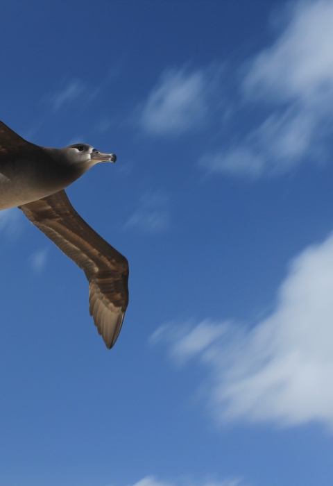 bird flying up above with clouds